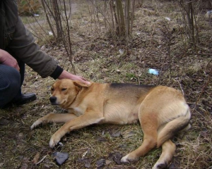 В Києві закривають притулок для тварин: землю під новий ніхто не пропонує