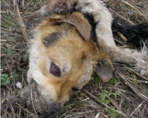 У Донецьку знайшли могильник, куди звозять відстріляних собак