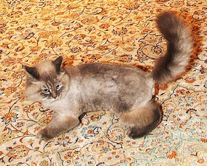 Із резиденції Медведєва втік домашній улюбленець кіт Дорофей - ЗМІ
