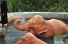 Рожеві слони насправді існують: вони приносять щастя та політичні зміни