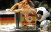 Двоюродный брат осьминога Пауля будет предсказывать результаты Евро-2012