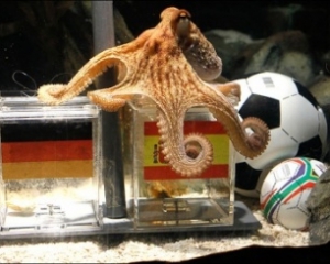Двоюродный брат осьминога Пауля будет предсказывать результаты Евро-2012