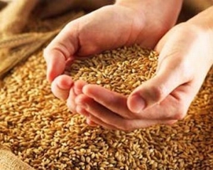 Аграрний фонд почав закуповувати в аграріїв зерно