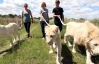 В Африке можно вывести на прогулку белого льва