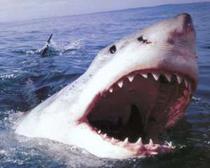 Через знімальну групу National Geographic акула розтерзала серфінгіста