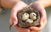 Перепелині яйця мають удесятеро більше вітамінів ніж курячі