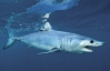 В Єгипті знову активізувались агресивні акули-людожери