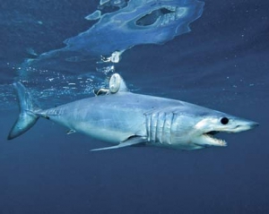 В Египте вновь активизировались агрессивные акулы-людоеды