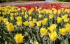 На Певческом поле высадили 300 тисяч тюльпанов