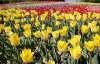 На Певческом поле высадили 300 тисяч тюльпанов
