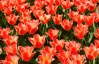 Співоче поле вкрили "килимами" з тюльпанів, нарцисів та гіацинтів