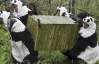 У Китаї дитинча панди "винесли" на волю після інкубаційного періоду