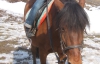 Катание на лошадях снимает стресс и улучшает слух и зрение