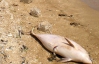 Под Феодосией на берег выбрасывает "порезынных" дельфинов