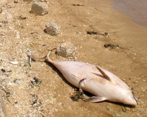 Под Феодосией на берег выбрасывает &quot;порезынных&quot; дельфинов