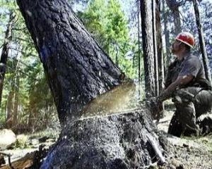Застройщики теперь могут не брать разрешение на вырубку деревьев