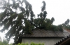 В Ужгороде ветер свалил 20-метровую ель на дом