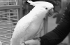 Приручена папуга має розум трирічної дитини