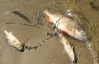 Черкасская область страдает от ужасной вони: на реке массово дохнет рыба