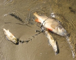Черкащина потерпає від жахливого смороду: на річці масово дохне риба