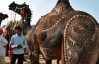 На одному верблюді можна вистригти цілий вишуканий килим