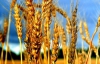 Цены на пшеницу достигли рекорда с сентября из-за возможной засухи в России