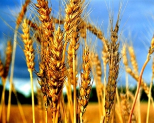 Ціни на пшеницю досягли рекорду з вересня через можливу посуху в Росії