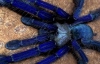 Голубой паук, гигантская многоножка и ночная орхидея вошли в десятку самых интересных новых видов