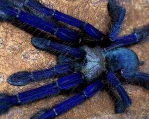 Голубой паук, гигантская многоножка и ночная орхидея вошли в десятку самых интересных новых видов