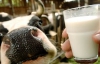 Фермер должен продавать молоко по 5 гривен за литр, чтобы получить прибыль
