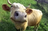 На Житомирщині корів труїли з літака
