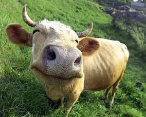 На Житомирщині корів труїли з літака