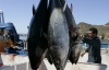 Заражена цезієм японська риба вже доплила до США