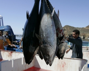 Зараженная цезием японская рыба уже доплыла до США