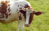 Крестьянам пообещали 1 миллиард гривен дотаций за крупный рогатый скот