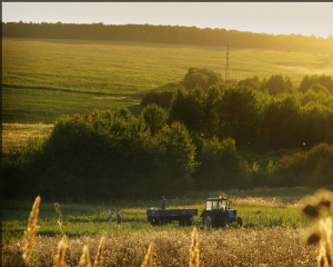 Украина в этому году может собрать более  47 миллионов тонн зерна - Минагропрод