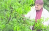 Персик висаджують на початку літа