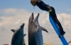 Дельфины перебрались из Ялты в Кирилловку