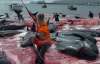 На Фарерах во время бойни дельфинов бухту заливает кровью