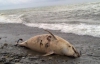На одесских пляжах уже месяц гниют мертвые дельфины