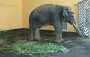 В Киевский зоопарк привезли нового слона