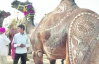 Конкурс красоты среди верблюдов состоялся в Саудовской Аравии