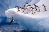 Пингвины оказались некрофилами и детоубийцами - рассекречено старое научное исследование