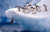 Пингвины оказались некрофилами и детоубийцами - рассекречено старое научное исследование