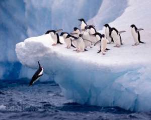 Пінгвіни виявились некрофілами і дітовбивцями - розсекречено старе наукове дослідження