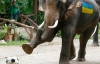 В Тайланде провели Евро-2012 среди слонов: "украинец" был самым активным