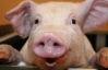 400 свиней здохли за ніч через негоду на Тернопільщині