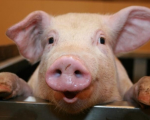 400 свиней здохли за ніч через негоду на Тернопільщині