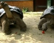 У Австрії черепахи розлюбили одне одного через 115 років