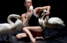 Во Франции на сцену балета выпустили настоящих лебедей